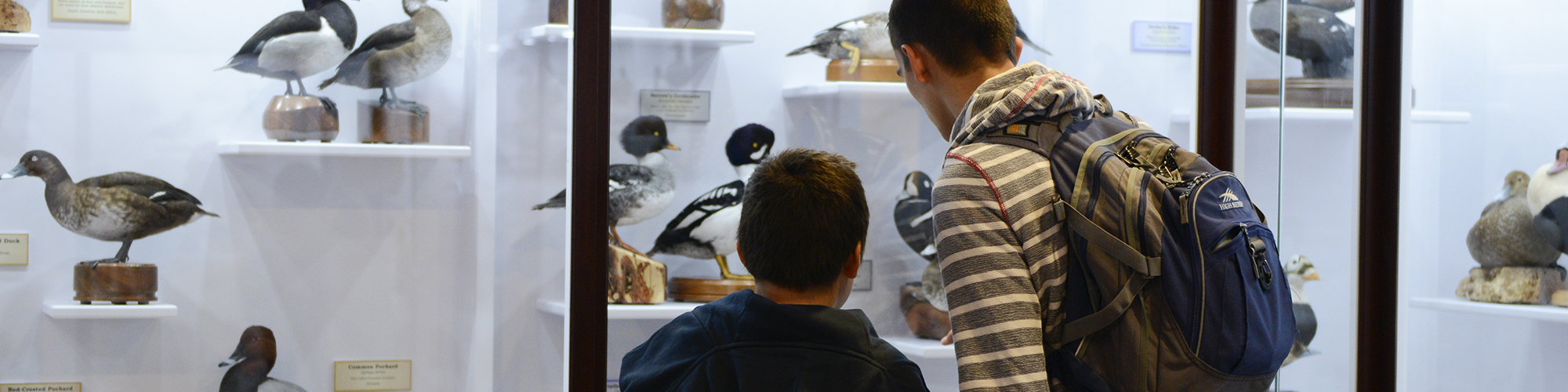 A student and a young boy look into an exhibit of birds at a museum